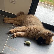 Aïko participe au concours pour gagner de l'argent avec cette photo : animal, brown_fur, canine, companion, cozy, daylight, dog, fluffy, glass_door, house, indoor, paw, pet, relaxing, resting, sleeping, snout, tile_floor, toy, window