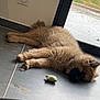 animal, brown_fur, canine, companion, cozy, daylight, dog, fluffy, glass_door, house, indoor, paw, pet, relaxing, resting, sleeping, snout, tile_floor, toy, window