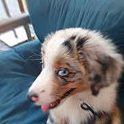 Arlie a rejoint le concours — aidez-le/la à gagner de superbes lots ! puppy, dog, blue_eyes, fluffy, tongue_out, collar, cushion, indoor, pet, cute, animal, fur, close_up, speckled, young_dog, seat, domestic_animal, blurred, side_view, playful