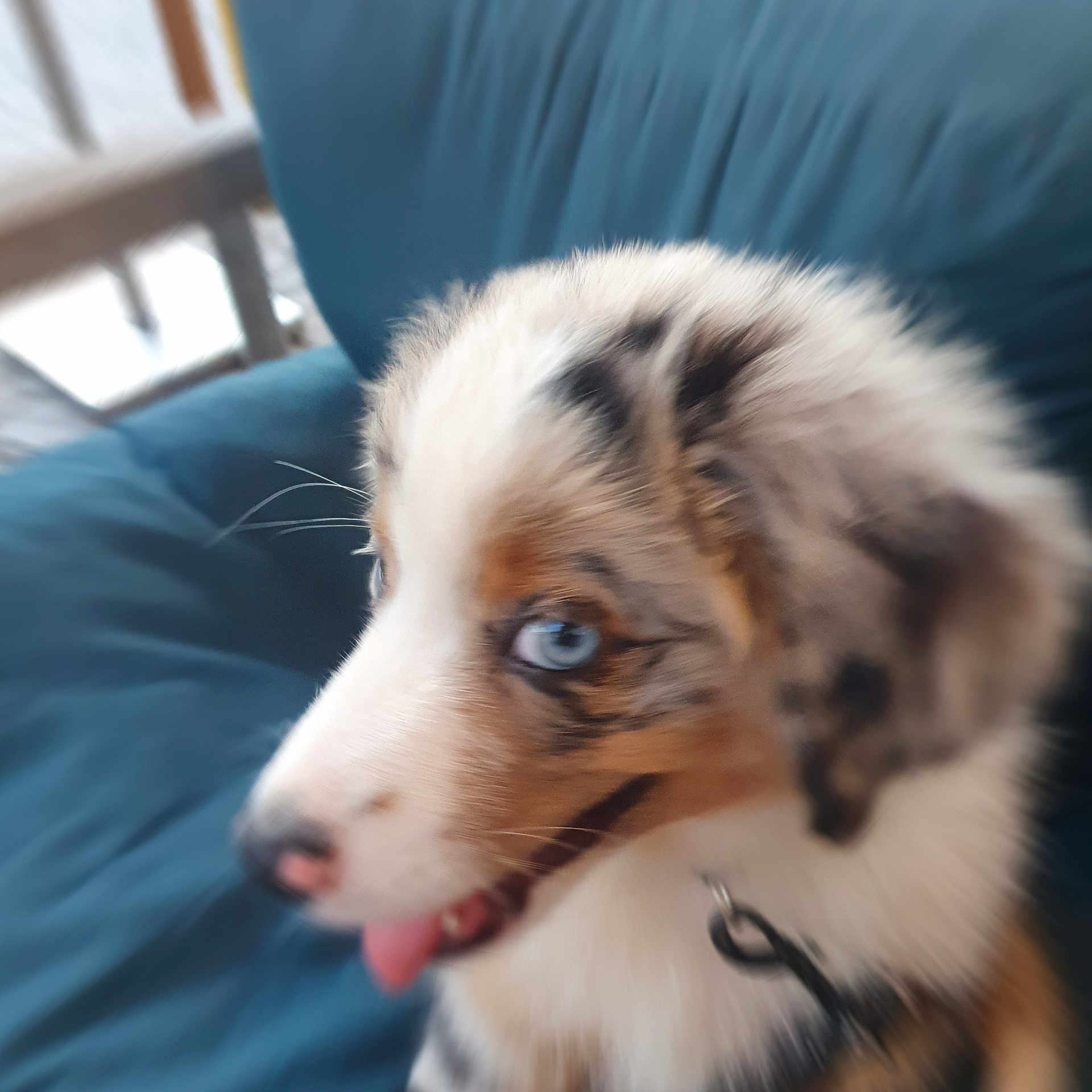 Arlie a rejoint le concours — aidez-le/la à gagner de superbes lots ! puppy, dog, blue_eyes, fluffy, tongue_out, collar, cushion, indoor, pet, cute, animal, fur, close_up, speckled, young_dog, seat, domestic_animal, blurred, side_view, playful