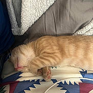 Tj Hobgood is registered to the contest to win money with this photo: cat, kitten, sleeping, paw, orange_tabby, blanket, bed, bedding, cozy, indoor, fur, whiskers, cute, resting, pet, animal, comfort, soft, relaxed, nap