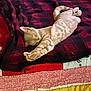 Tj Hobgood is registered to the contest to win money with this photo: cat, sleeping, blanket, quilt, red, black, cream_color, stretching, cozy, indoor, pet, feline, resting, fur, paw, tail, comfort, home, relaxation, nap