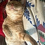 Tj Hobgood joined the competition — help win amazing prizes! cat, ginger_cat, sleeping, relaxed, indoor, blanket, patterned_blanket, paw, whiskers, fur, closeup, pet, cute, cozy, sunlight, resting, comfortable, animal, feline, nap