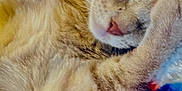 Tj Hobgood is registered to the contest to win money with this photo: cat, sleeping, ginger_cat, furry, close_up, paw, blanket, colorful, soft, cozy, resting, cute, pet, indoor, relaxed, whiskers, mammal, feline, nap, fur