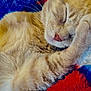 cat, sleeping, ginger_cat, furry, close_up, paw, blanket, colorful, soft, cozy, resting, cute, pet, indoor, relaxed, whiskers, mammal, feline, nap, fur