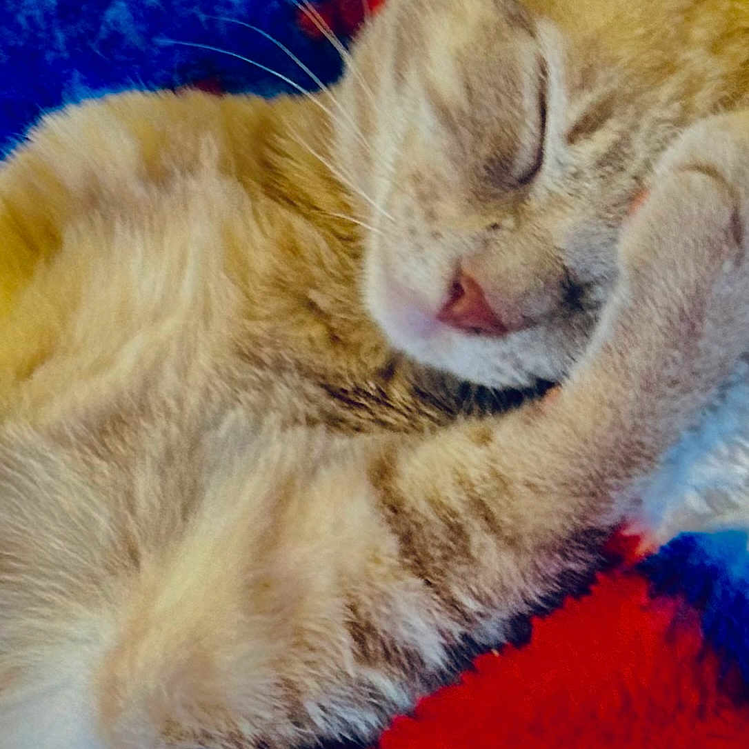 Tj Hobgood is registered to the contest to win money with this photo: blanket, cat, close_up, colorful, cozy, cute, feline, fur, furry, ginger_cat, indoor, mammal, nap, paw, pet, relaxed, resting, sleeping, soft, whiskers