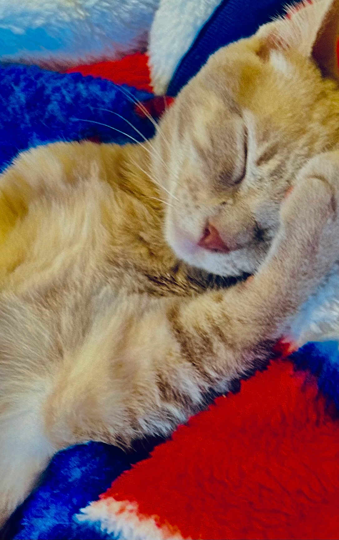 Tj Hobgood is registered to the contest to win money with this photo: cat, sleeping, ginger_cat, furry, close_up, paw, blanket, colorful, soft, cozy, resting, cute, pet, indoor, relaxed, whiskers, mammal, feline, nap, fur