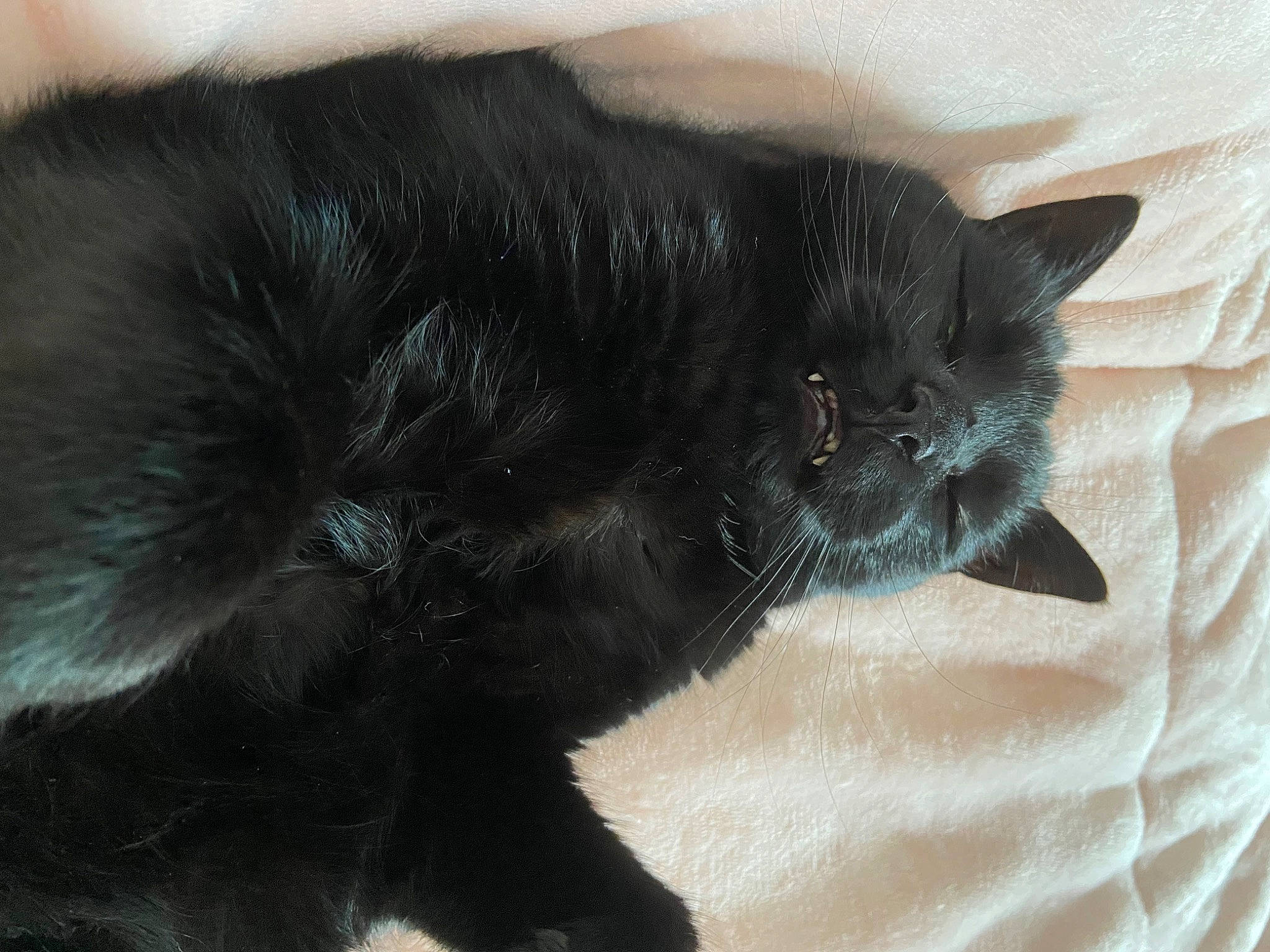 Channy is registered to the contest to win money with this photo: black_cat, bombay, carnivore, cat, claw, comfort, domestic_short_haired_cat, felidae, fur, grey, nap, paw, small_to_medium_sized_cats, snout, tail, terrestrial_animal, whiskers