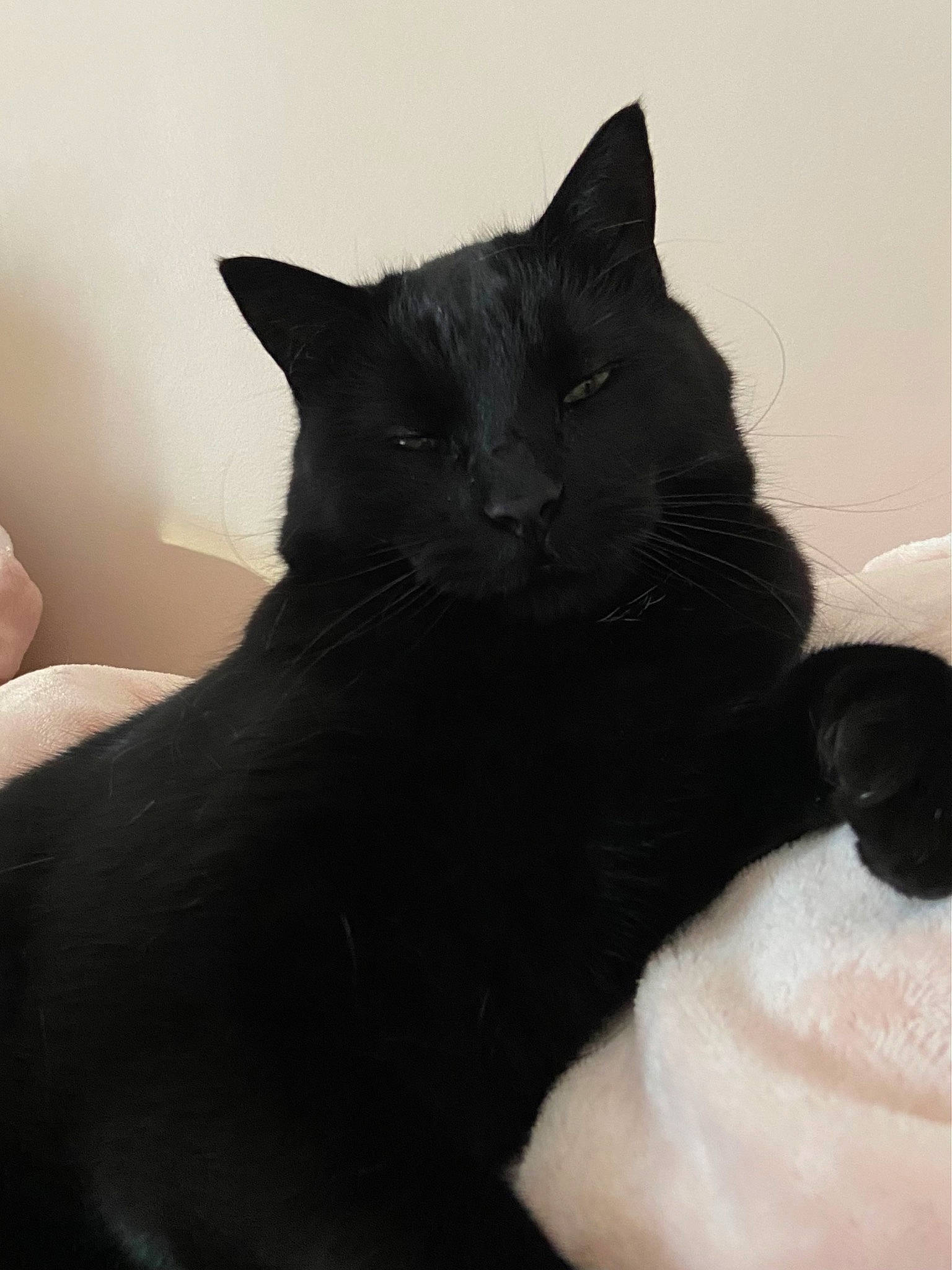 Channy joined the competition — help win amazing prizes! black_cat, carnivore, cat, claw, comfort, domestic_short_haired_cat, felidae, fur, grey, monochrome_photography, paw, small_to_medium_sized_cats, snout, tail, whiskers