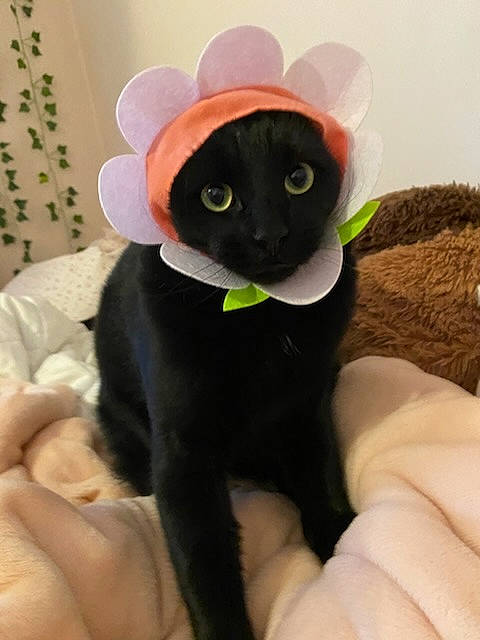 Channy joined the competition — help win amazing prizes! black_cat, bombay, carnivore, cat, costume_hat, cowboy_hat, fashion_accessory, fedora, felidae, fur, gesture, hat, personal_protective_equipment, plant, small_to_medium_sized_cats, sun_hat, sunglasses, tail, toy, whiskers