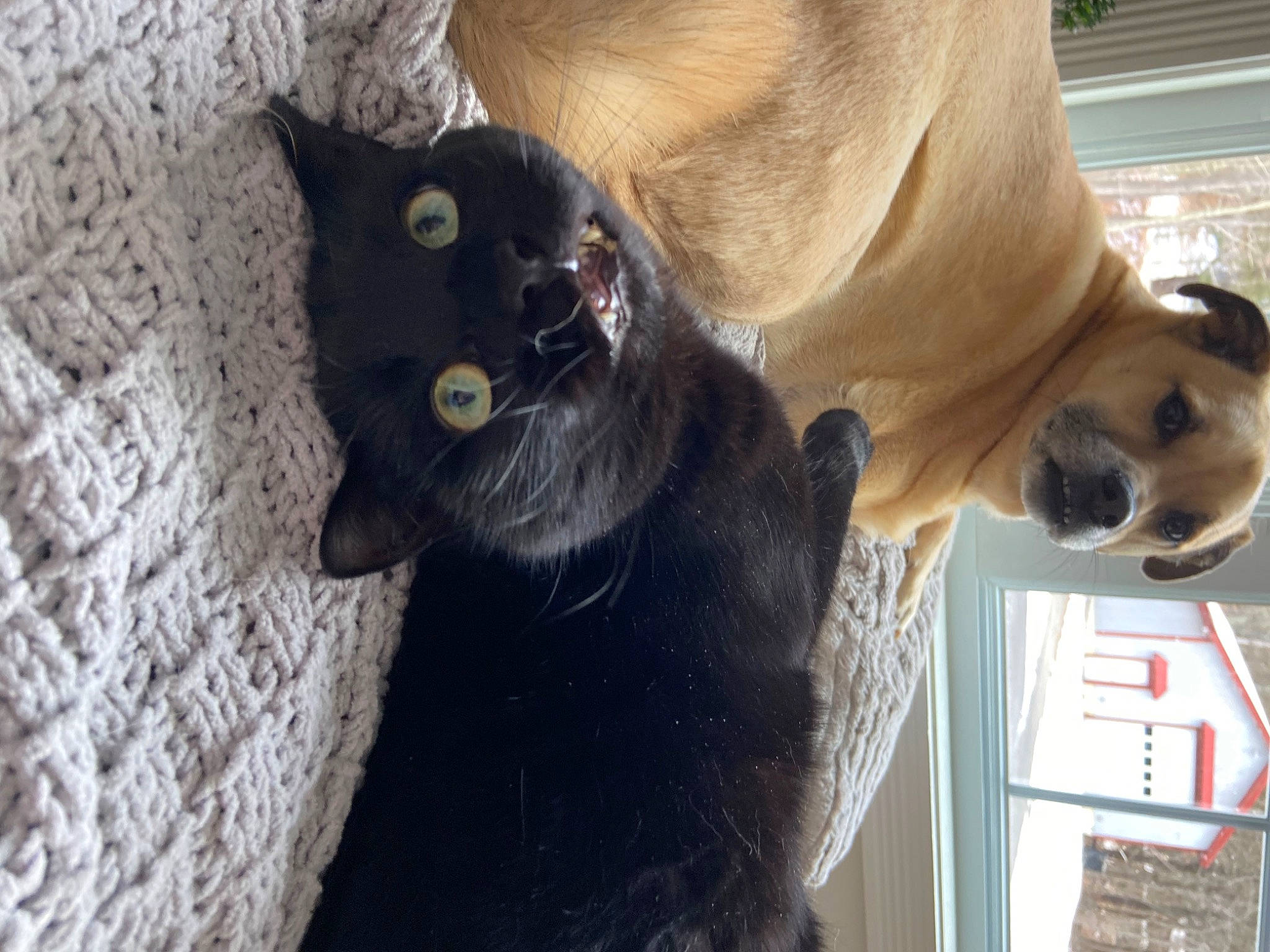 Channy is registered to the contest to win money with this photo: canidae, carnivore, cat, collar, companion_dog, dog, dog_breed, domestic_short_haired_cat, fawn, felidae, fur, gesture, natural_material, pet_supply, small_to_medium_sized_cats, snout, sporting_group, tail, whiskers, working_animal