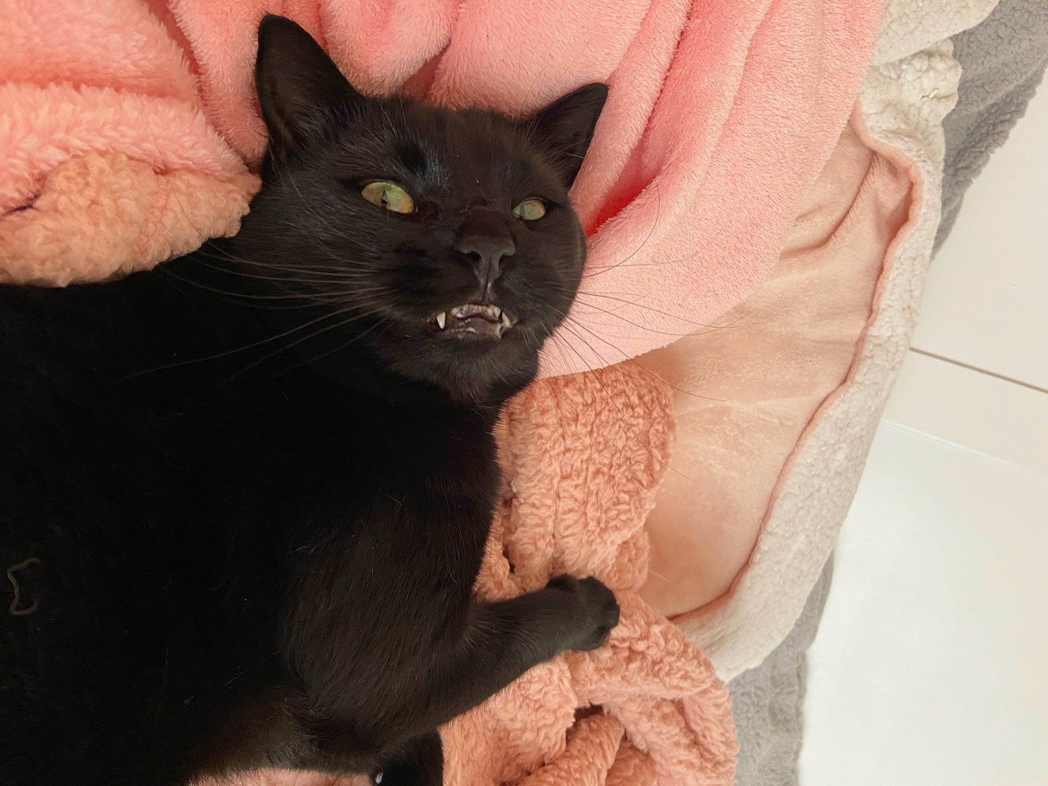 Channy joined the competition — help win amazing prizes! black_cat, carnivore, cat, claw, comfort, domestic_short_haired_cat, felidae, fur, gesture, havana_brown, paw, sleeve, small_to_medium_sized_cats, tail, whiskers