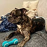 animal, blanket, brindle, canine, carpet, comfort, couch, cozy, dog, domestic, fur, household, indoor, living_room, pet, playful, plush, resting, side_view, toy