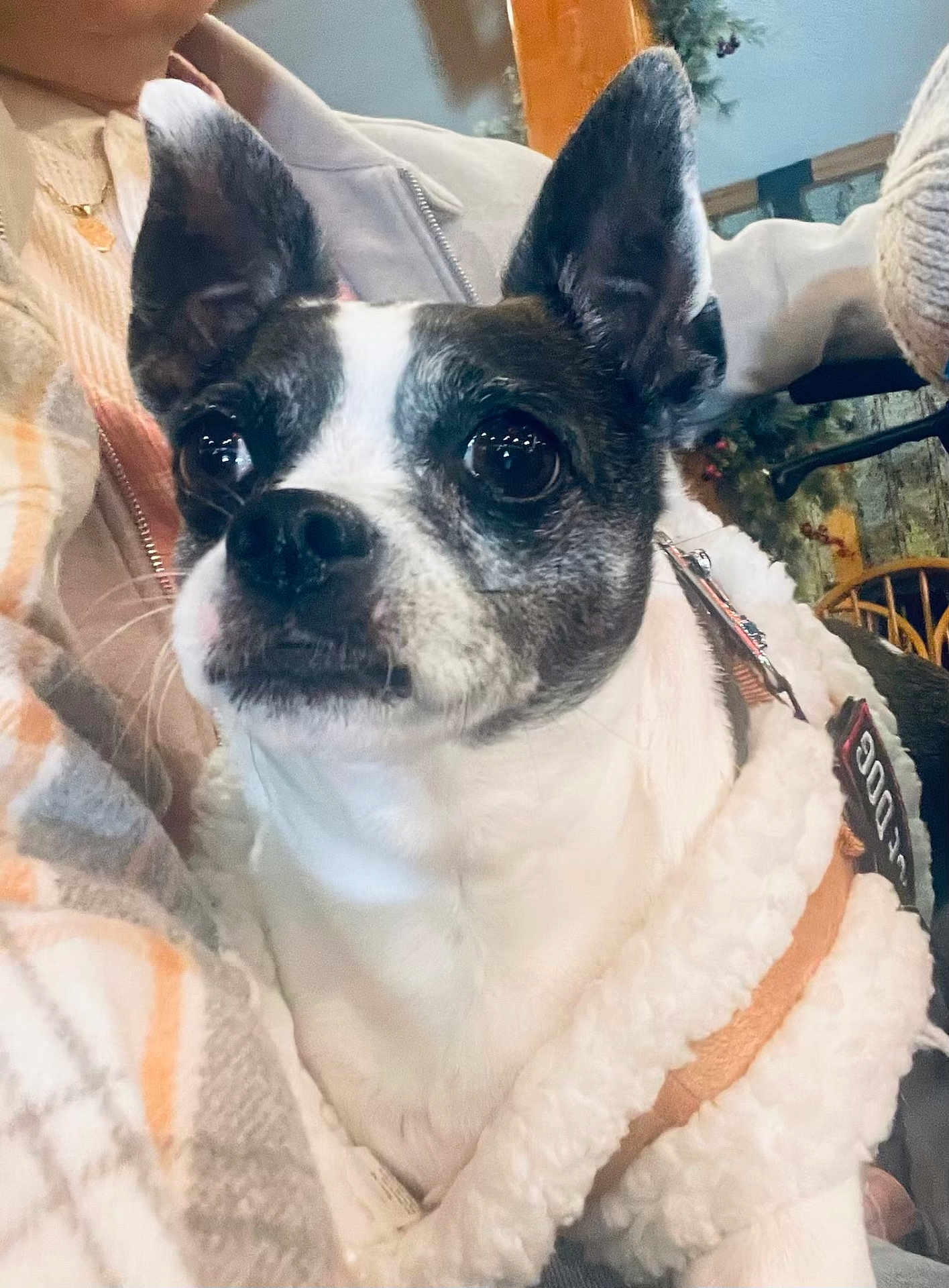 Cici is registered to the contest to win money with this photo: dog, small_dog, pet, boston_terrier_like, companion, blanket, coat, harness, indoor, closeup, portrait, ears, eyes, nose, whiskers, fur, human_arm, chair, cozy, leash