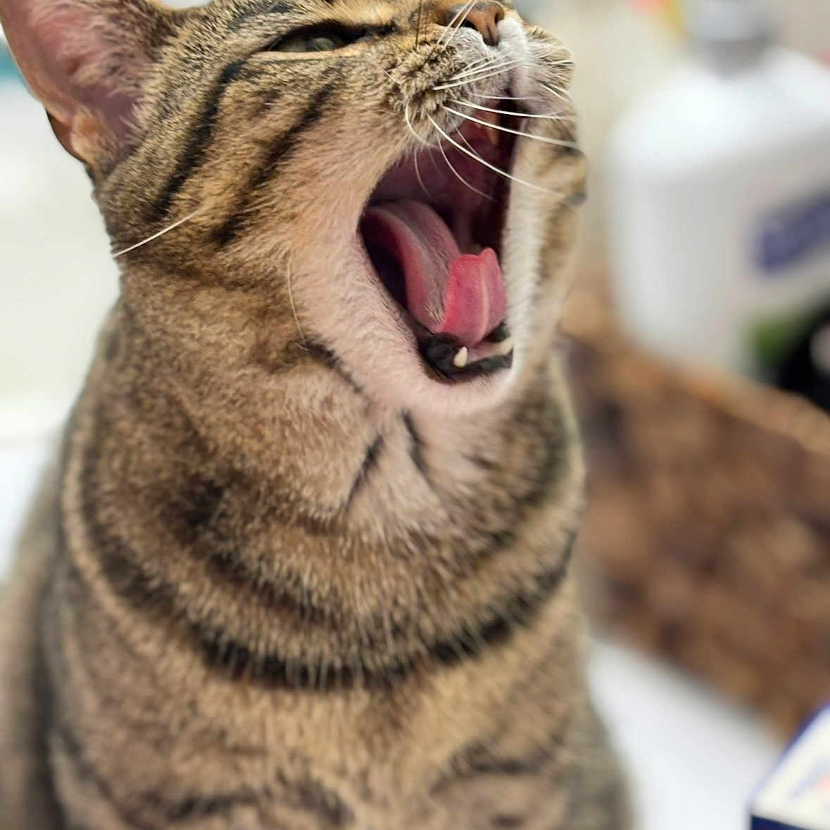 Bug joined the competition — help win amazing prizes! cat, tabby, yawning, mouth_open, tongue, whiskers, feline, close_up, pet, animal, domestic_cat, fur, striped, cute, indoor, relaxed, household, blurred_background, portrait, mammal