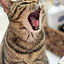 basket, bathroom, blurred_background, cat, close_up, countertop, curious, domestic, fur, indoor, mouth, pet, portrait, shallow_depth_of_field, stripes, tabby_cat, teeth, tongue, whiskers, yawning
