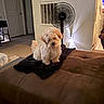 dog, puppy, fluffy, small_dog, white_dog, curly_fur, sitting, indoors, living_room, ottoman, blanket, fan, furniture, home, cozy, portrait, pet, animal, brown_couch, household