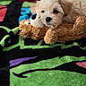 Rebel Jay Tarter joined the competition — help win amazing prizes! puppy, dog, pet, fluffy, small_dog, white_fur, brown_teddy_bear, stuffed_animal, cuddling, cozy, blanket, colorful, indoor, portrait, close_up, cute, puppy_face, black_nose, soft_texture, playful