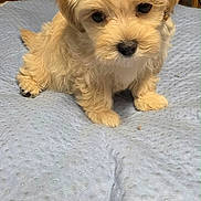 Rebel Jay Tarter joined the competition — help win amazing prizes! puppy, dog, small_dog, fluffy, cream_colored, sitting, portrait, pet, animal, cute, brown_eyes, black_nose, fur, blanket, quilt, wooden_wall, indoor, home, centered_composition, close_up