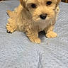 puppy, dog, small_dog, fluffy, cream_colored, sitting, portrait, pet, animal, cute, brown_eyes, black_nose, fur, blanket, quilt, wooden_wall, indoor, home, centered_composition, close_up