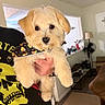 Rebel Jay Tarter is registered to the contest to win money with this photo: dog, puppy, small_dog, fluffy, cream_colored, long_hair, pet, animal, portrait, close_up, being_held, bandana, halloween, indoor, home, living_room, furniture, fan, couch, wearing_clothing