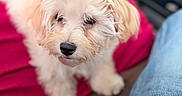 Rebel Jay Tarter joined the competition — help win amazing prizes! dog, puppy, cream_colored, fluffy, curly_fur, small_dog, pet, animal, portrait, close_up, looking_at_camera, black_nose, brown_eyes, pink_blanket, cozy, indoor, home, denim, clothing, soft_lighting