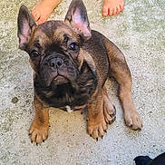 Ayumie participe au concours pour gagner de l'argent avec cette photo : french_bulldog, puppy, dog, bare_feet, concrete, outdoor, pet, animal, close_up, sitting, paw, brown, black, cute, young, looking_up, small, canine, companion, adorable