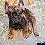 french_bulldog, puppy, dog, bare_feet, concrete, outdoor, pet, animal, close_up, sitting, paw, brown, black, cute, young, looking_up, small, canine, companion, adorable