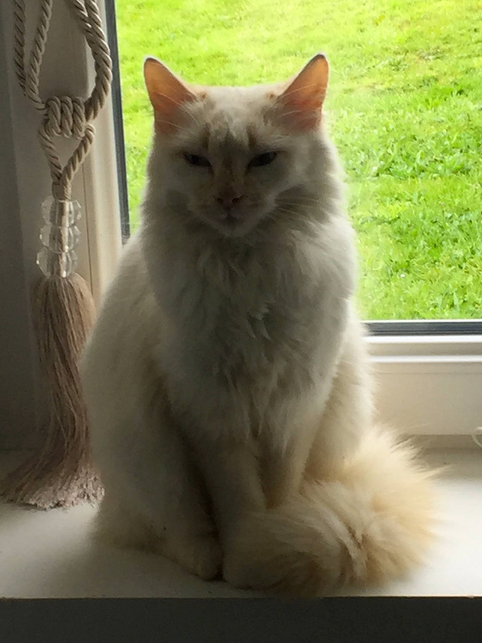 Mimoune participe au concours pour gagner de l'argent avec cette photo : british_semi_longhair, carnivore, cat, daylighting, felidae, fur, small_to_medium_sized_cats, tail, turkish_angora, vertebrate, whiskers