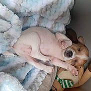 Gigolo is registered to the contest to win money with this photo: puppy, sleeping, blanket, soft, stuffed_toy, cozy, nap, cute, animal, pet, fur, small, rest, relaxation, indoor, adorable, young, comfort, white, brown