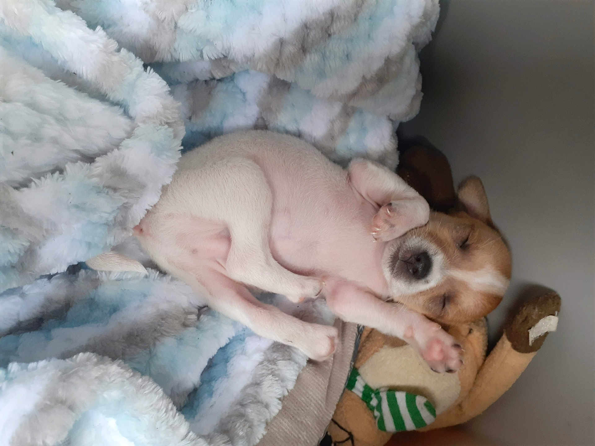 Gigolo is registered to the contest to win money with this photo: puppy, sleeping, blanket, soft, stuffed_toy, cozy, nap, cute, animal, pet, fur, small, rest, relaxation, indoor, adorable, young, comfort, white, brown