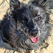 Siggy a rejoint le concours — aidez-le/la à gagner de superbes lots ! animal, canine, cute, dog, ears, eyes, fluffy, friendly, fur, happy, nature, outdoor, paw, pet, playful, sand, smiling, snout, sunlight, tongue_out