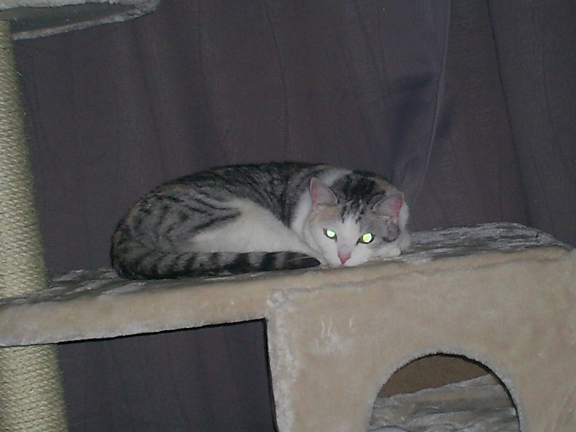 Gypsie participe au concours pour gagner de l'argent avec cette photo : carnivore, cat, domestic_short_haired_cat, felidae, fur, grey, hardwood, paw, room, small_to_medium_sized_cats, snout, tail, terrestrial_animal, whiskers, window, wood