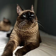 Nala joined the competition — help win amazing prizes! animal, bed, blue_eyes, cat, close_up, cute, domestic_cat, feline, focused, fur, indoor, lying_down, mammal, paw, pet, portrait, relaxed, siamese_cat, soft_light, whiskers