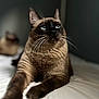animal, bed, blue_eyes, cat, close_up, cute, domestic_cat, feline, focused, fur, indoor, lying_down, mammal, paw, pet, portrait, relaxed, siamese_cat, soft_light, whiskers