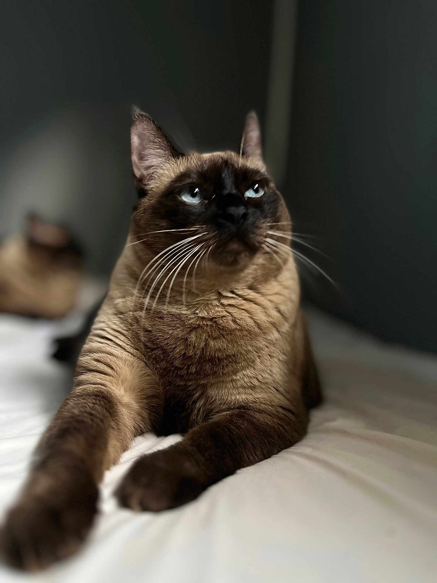 Nala