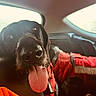 dog, black_dog, pet, animal, car, vehicle, interior, back_seat, road_trip, tongue, panting, happy, playful, close_up, portrait, sunlight, red_blanket, seated, fur, travel