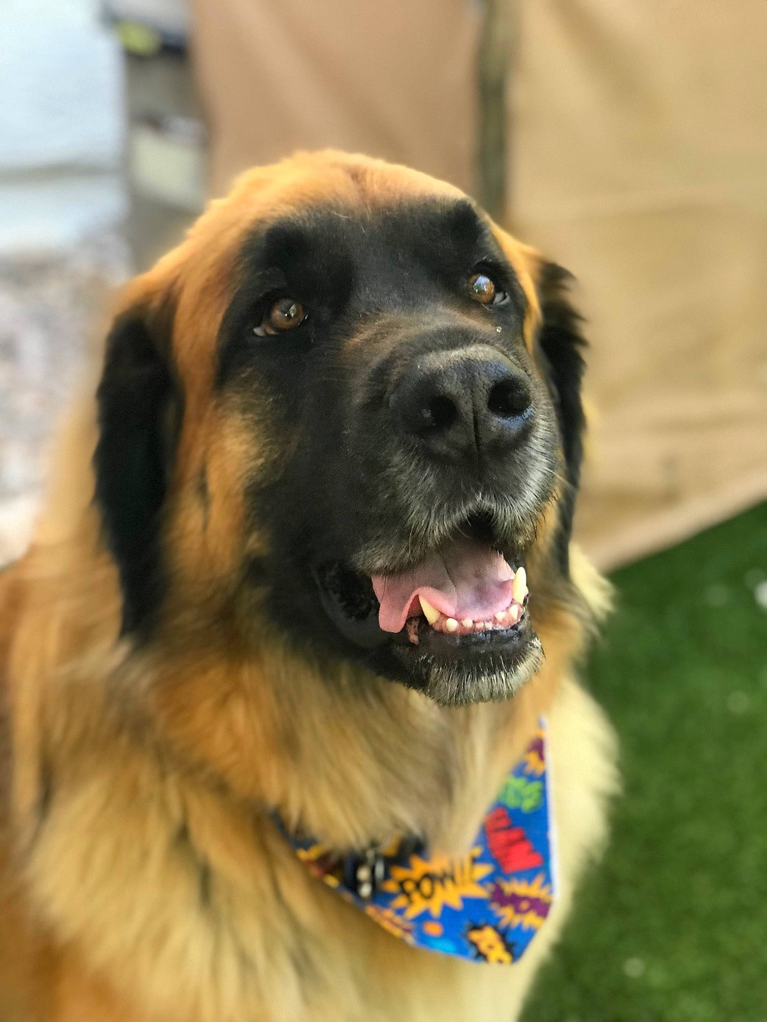 Flash joined the competition — help win amazing prizes! ancient_dog_breeds, canidae, carnivore, dog, dog_breed, estrela_mountain_dog, fawn, gaddi_kutta, giant_dog_breed, leonberger, mammal, moscow_watchdog, rare_breed_dog, sarplaninac, snout, sporting_group, vertebrate, working_dog