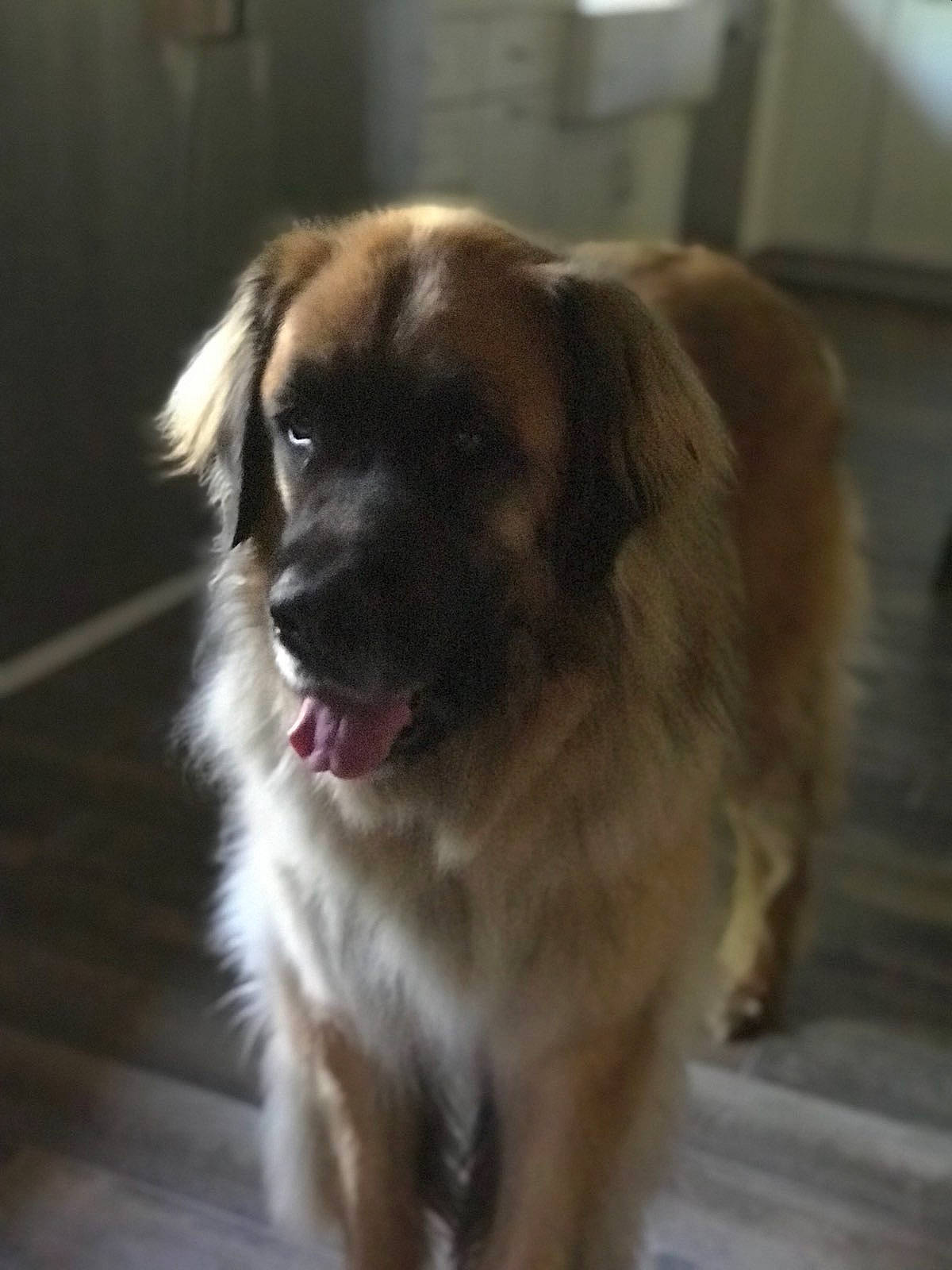Flash joined the competition — help win amazing prizes! canidae, carnivore, dog, dog_breed, estrela_mountain_dog, fawn, leonberger, mammal, moscow_watchdog, rare_breed_dog, snout, sporting_group, vertebrate, working_dog