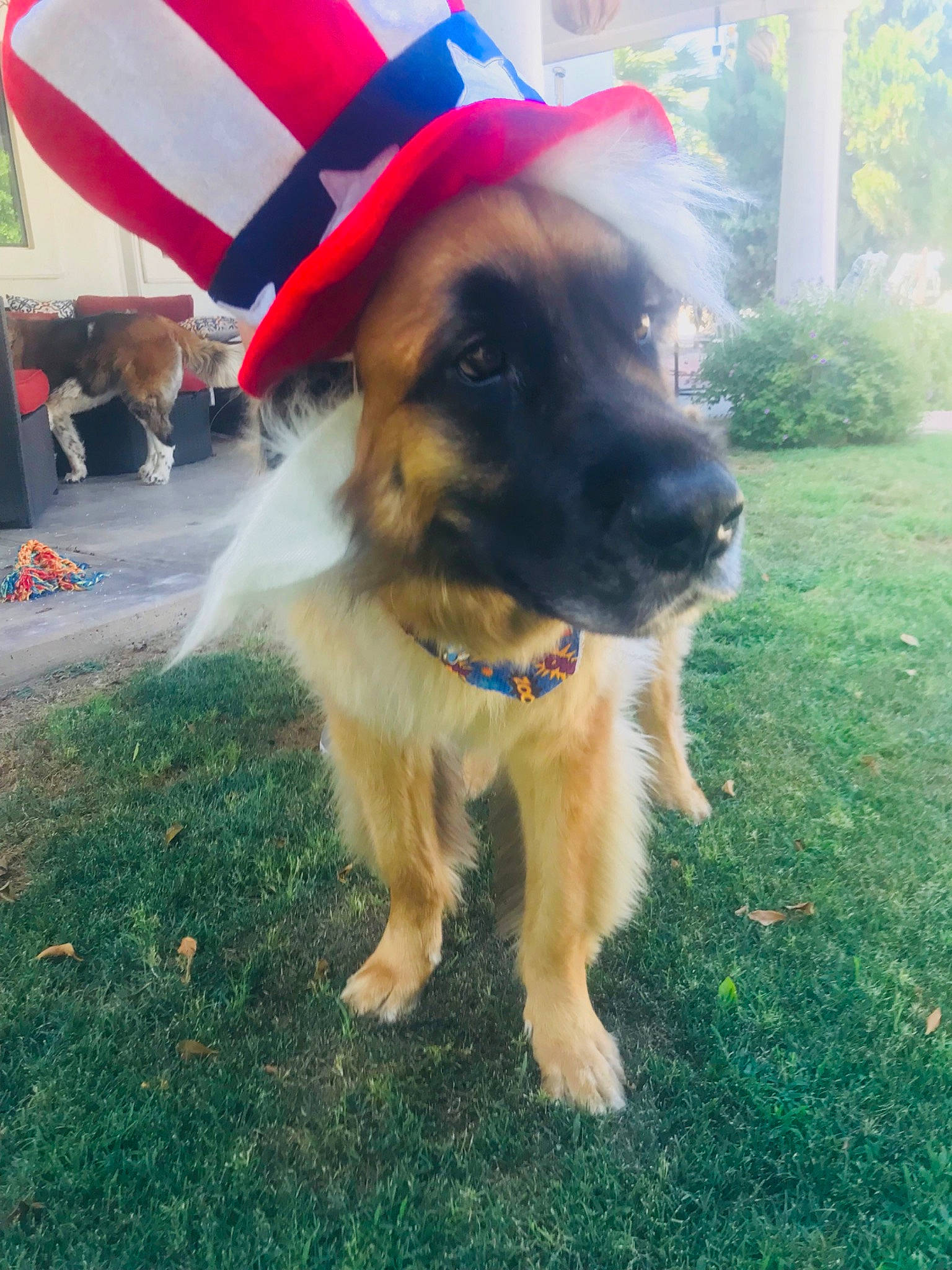 Flash is registered to the contest to win money with this photo: canidae, carnivore, companion_dog, dog, dog_breed, fawn, german_shepherd_dog, mammal, puppy, rare_breed_dog, snout, sporting_group, working_dog