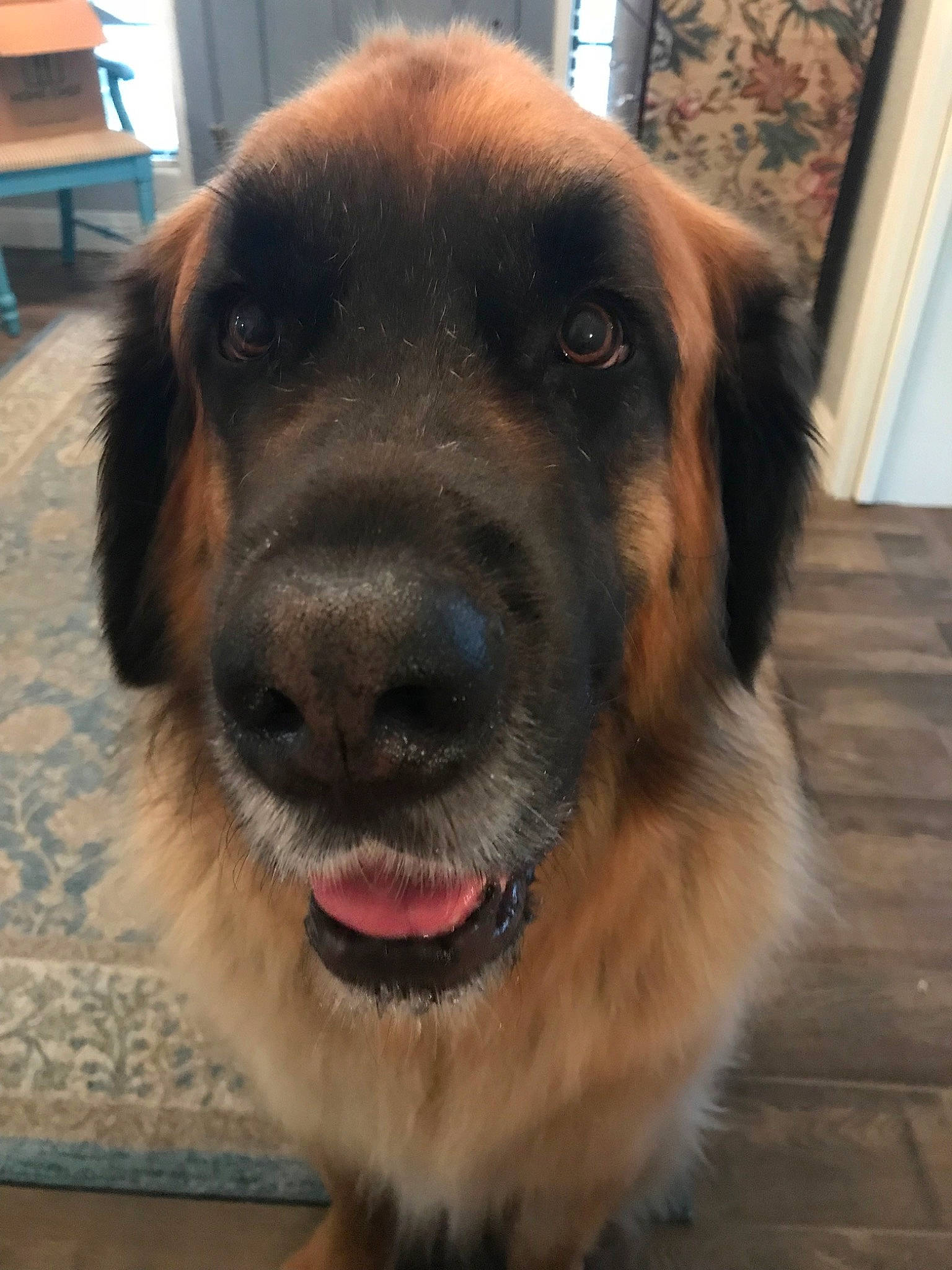 Flash is registered to the contest to win money with this photo: canidae, carnivore, dog, dog_breed, estrela_mountain_dog, fawn, leonberger, mammal, nose, rare_breed_dog, snout, sporting_group, vertebrate, whiskers