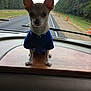 alert, animal, blue_sweater, chihuahua, cute, dashboard, daytime, dog, ears, front_view, highway, orange_construction_barrels, pet, road, sitting, small_dog, trees, vehicle_interior, windshield, wooden_platform