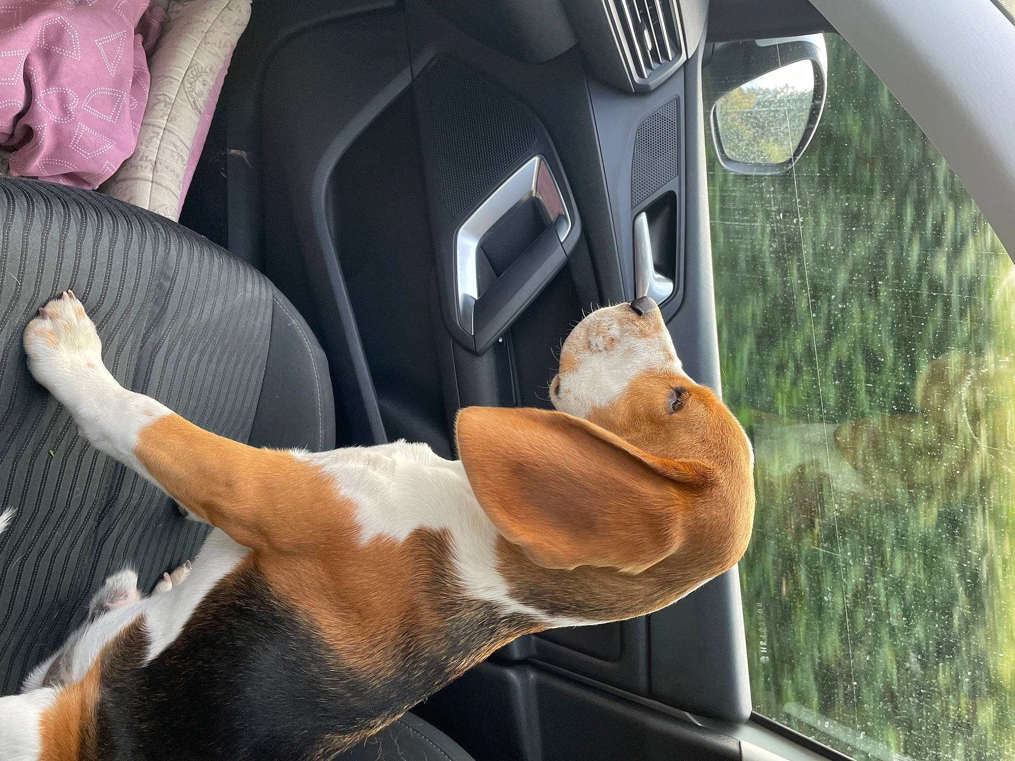 Toopy participe au concours pour gagner de l'argent avec cette photo : auto_part, automotive_design, automotive_exterior, automotive_mirror, car, car_seat, car_seat_cover, carnivore, comfort, dog, family_car, fawn, gesture, head_restraint, motor_vehicle, plant, steering_wheel, vehicle, vehicle_door, window