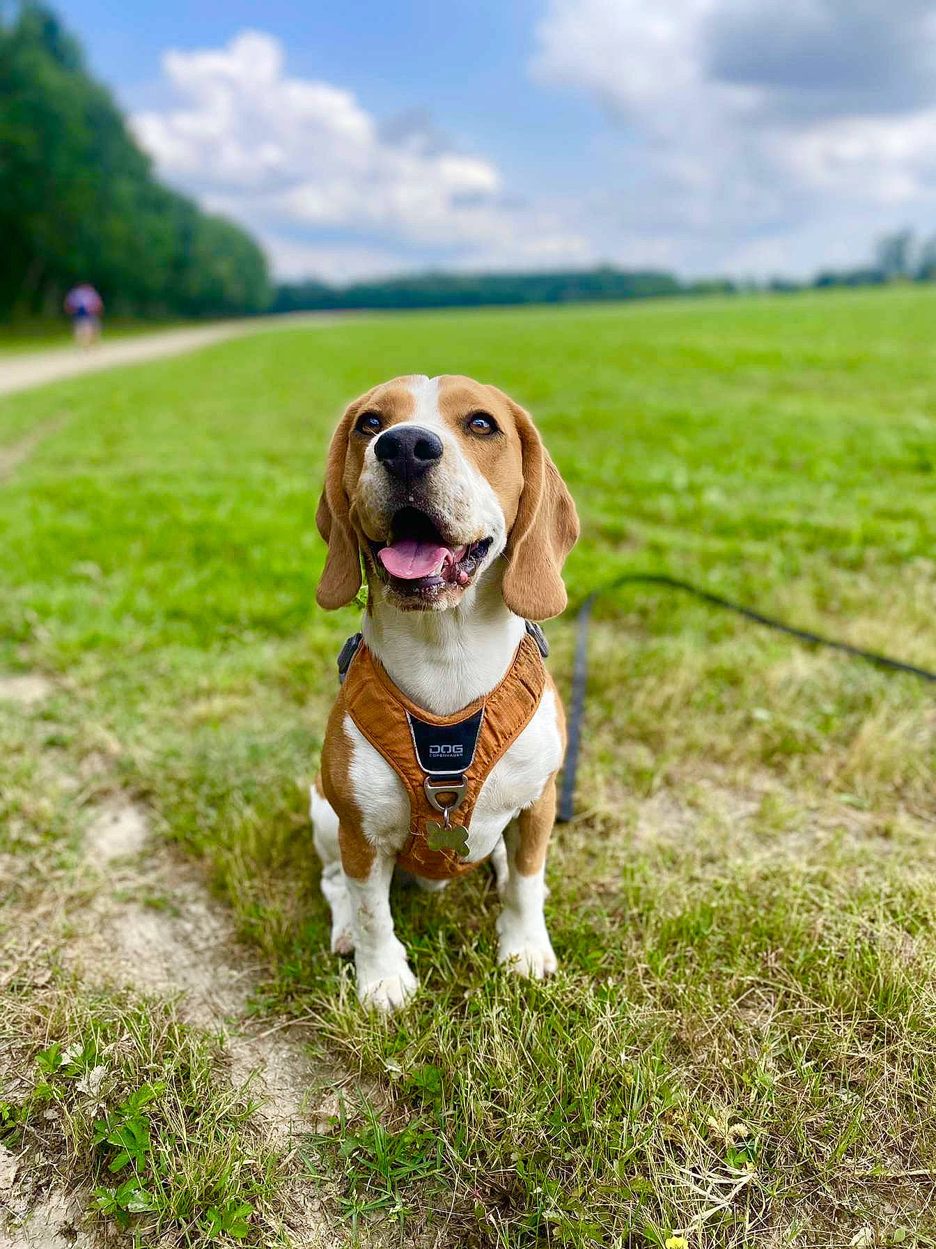 Toopy participe au concours pour gagner de l'argent avec cette photo : carnivore, cloud, collar, companion_dog, dog, dog_breed, dog_collar, fawn, grass, grassland, gun_dog, hound, landscape, leash, liver, plant, scent_hound, sky, tree, working_animal