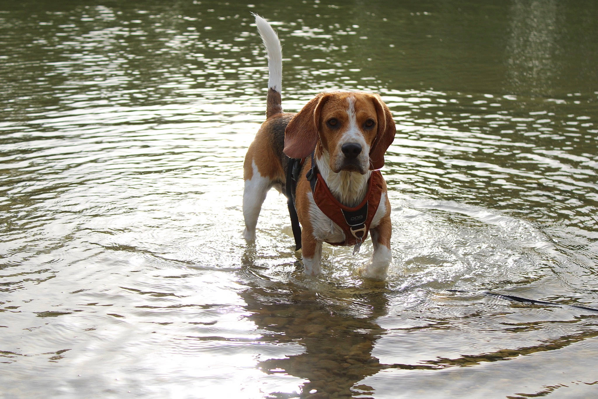 Toopy a rejoint le concours — aidez-le/la à gagner de superbes lots ! ball, canidae, carnivore, companion_dog, dog, dog_breed, fawn, gun_dog, hound, lake, liquid, liver, pointing_breed, reflection, snout, sporting_group, tail, water, working_animal, working_dog