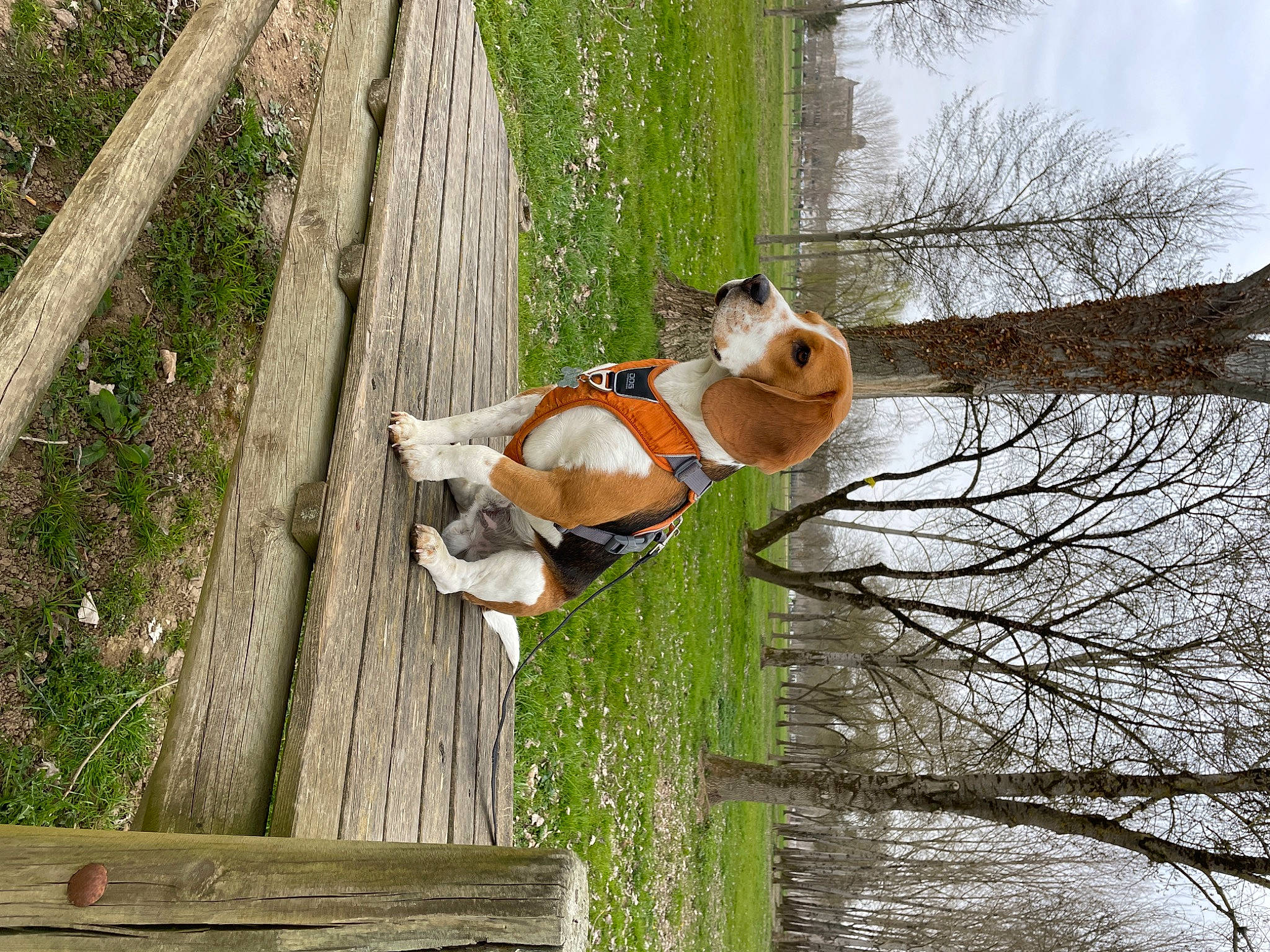 Toopy a rejoint le concours — aidez-le/la à gagner de superbes lots ! canidae, fawn, fence, fur, grass, hardwood, plant, plant_stem, red_panda, sky, tail, terrestrial_animal, toy, tree, trunk, twig, wildlife, wood