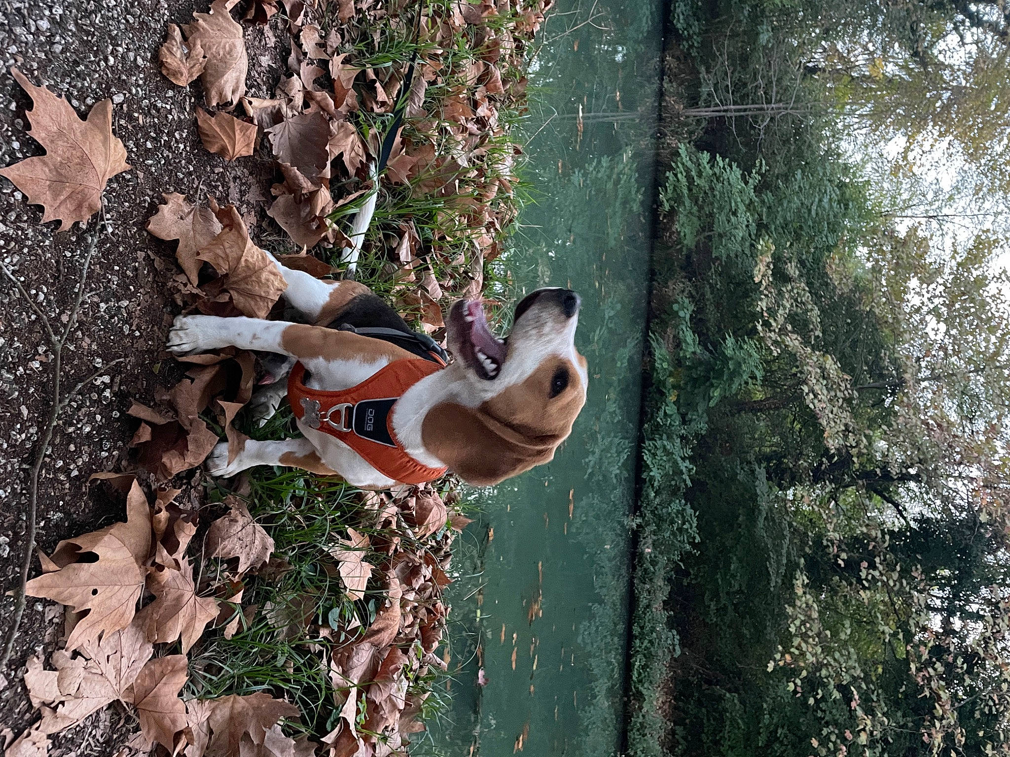 Toopy a rejoint le concours — aidez-le/la à gagner de superbes lots ! biome, branch, foot, forest, fun, grass, human_leg, jungle, landscape, leisure, organism, people_in_nature, plant, sunglasses, thigh, tree, trunk, twig, wood, woody_plant