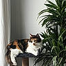 Violette participe au concours pour gagner de l'argent avec cette photo : cat, calico, cat_tree, plant, houseplant, indoor, pet, feline, fur, relaxing, curtain, greenery, cozy, domestic, animal, resting, paw, whiskers, tail, natural_light