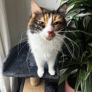 Violette participe au concours pour gagner de l'argent avec cette photo : cat, calico_cat, whiskers, cat_tree, indoor, plant, potted_plant, curtain, pet, feline, fur, animal, houseplant, pink_pot, scratching_post, long_whiskers, looking_up, close_up, domestic_cat, cute