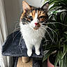 cat, calico_cat, whiskers, cat_tree, indoor, plant, potted_plant, curtain, pet, feline, fur, animal, houseplant, pink_pot, scratching_post, long_whiskers, looking_up, close_up, domestic_cat, cute